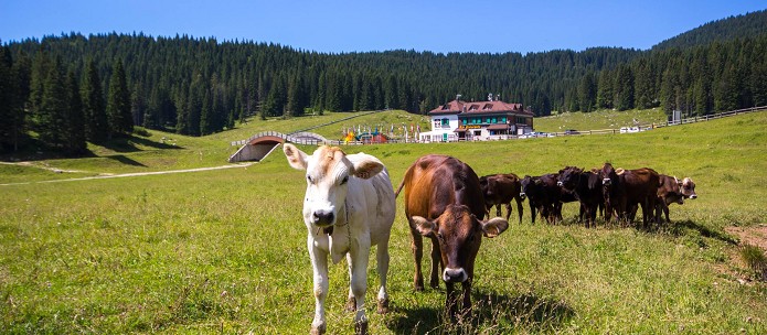 Rifugio Campomulo