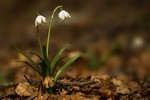 Campanellina di Primavera