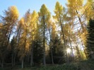 Larici in autunno