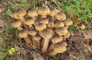 CHIODINO (Armillaria Sp.)