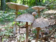 MAZZA DI TAMBURO (Macrolepiota procera Scop. Fr. Singer)