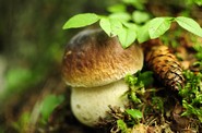 PORCINO (Boletus edulis Bull.)