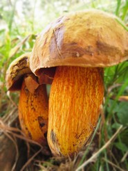 BOLETO LURIDO (Boletus luridus Schaeff.)