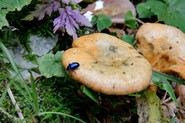 SANGUIGNO (Lactarius deterrimus Gröger)